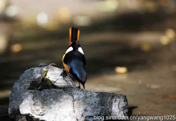 雄性北红尾鸲（4）