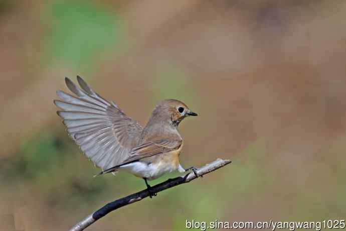 秋天的红喉姬鹟（11）