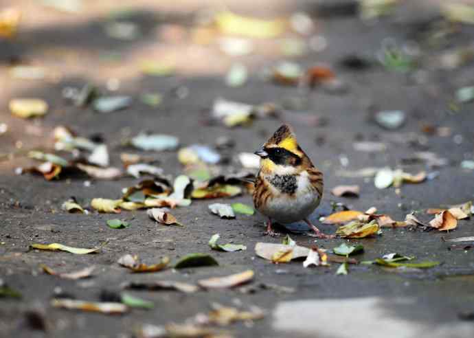 黄喉鹀(1) 黄喉鹀(1)
