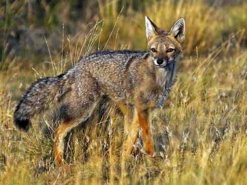 犬科：狐亚科伪狐属之阿根廷狐、山狐、达尔文狐