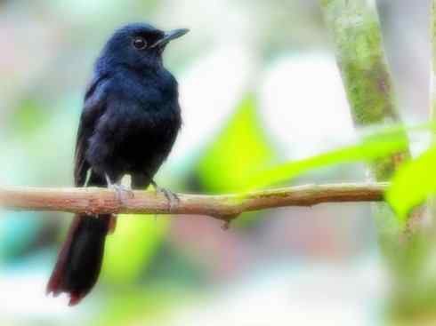 雀鸟也彪悍：谁怕谁（鹊鸲）