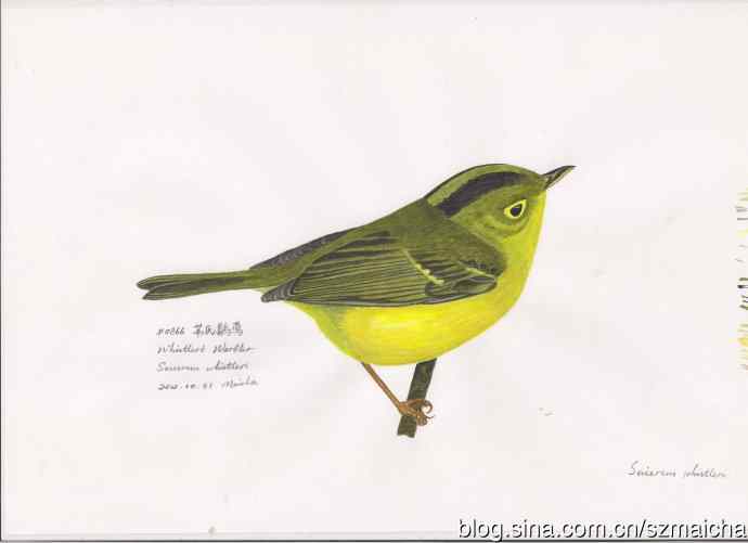 8种容易混淆的莺科鹟莺属鸟类的区别辨识图