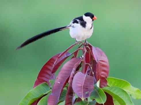 绝色攀禽：佛法僧目之佛法僧2