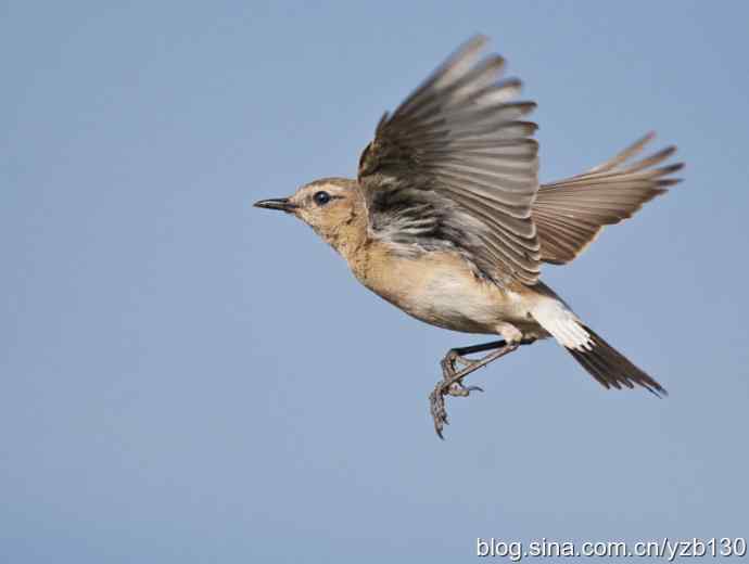 悬停，是一种尽职尽责（组图，22张图片）