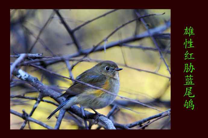 雄性红胁蓝尾鸲