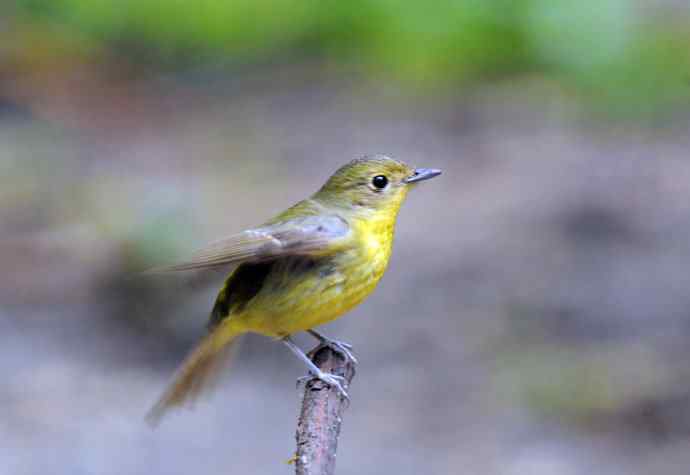 雌性绿背姬鶲（1）