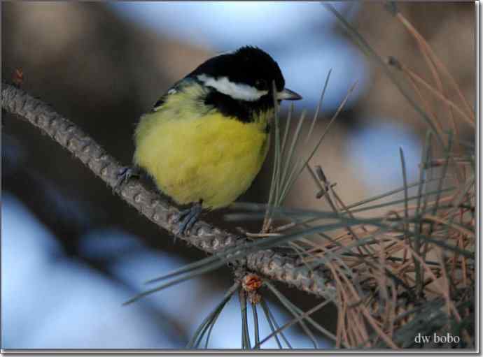 中国特有鸟种-黄腹山雀、黑头鳾