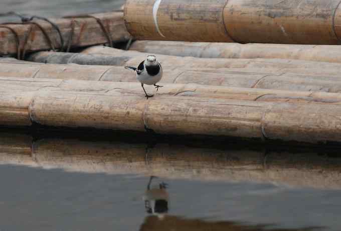 快乐打鸟 wbr wbr呼呼捏丫