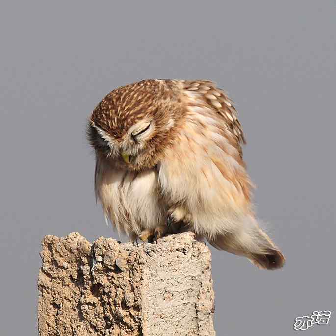 官厅水库&nbsp;wbr路&nbsp;wbr练桩的纵纹腹小鸮