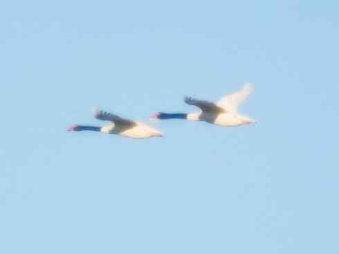 奇特的盔：黑颈天鹅