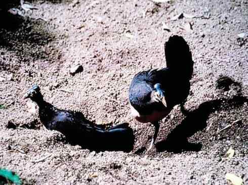 奇特的盔：苏拉冢雉