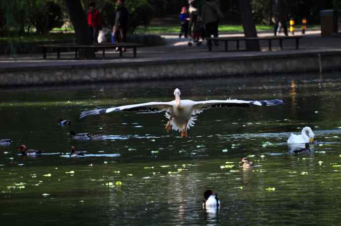 再拍鹈鹕 wbr wbr13