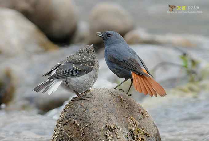父爱如山：实拍红尾水鸲和它的四个宝宝们