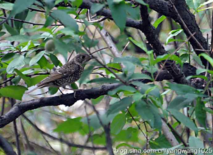 白喉矶鸫（记录版）