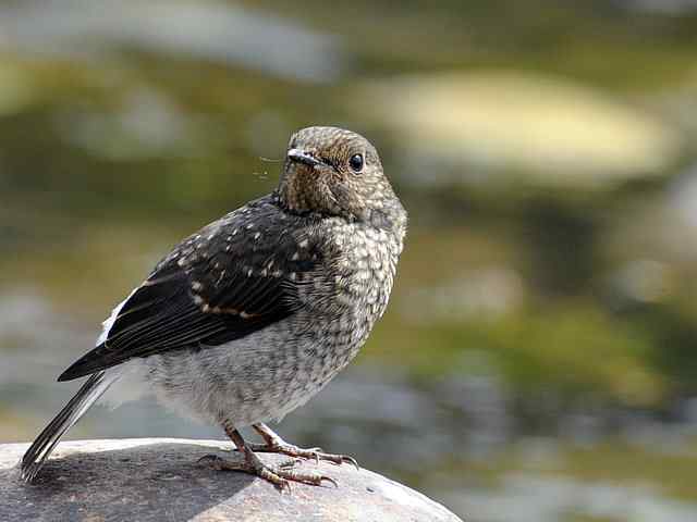 十渡有鸟初长成 wbr. wbr养在溪边人尽识