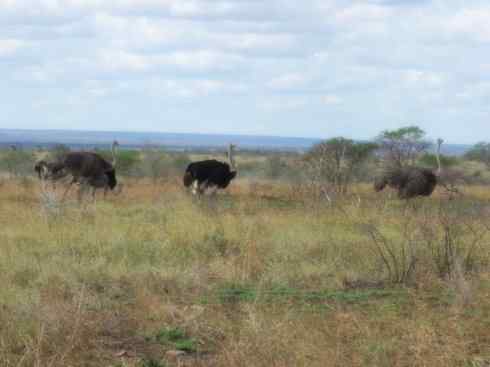 家禽驯化之源之十二