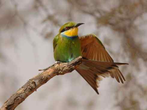 绝色攀禽：佛法僧目之蜂虎2