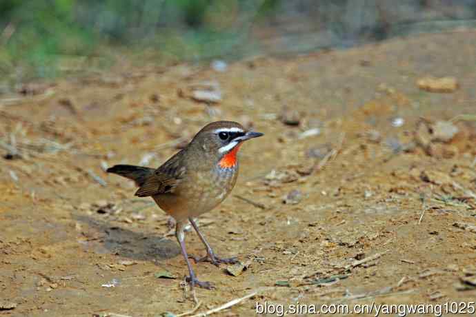 雄性红喉歌鸲（22）