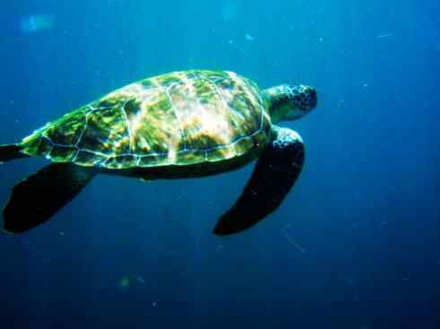 自然奇观：动物大迁徙(海龟类)