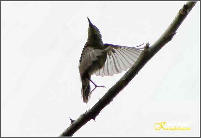 成都来了鈥溙裟疋潯菊掌