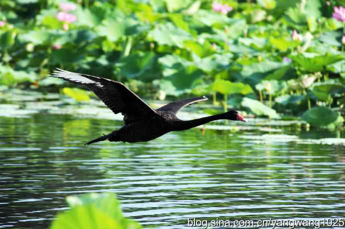 手持相机拍摄黑天鹅