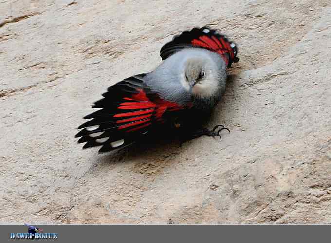 红翅蝶影 wbr炫舞山崖