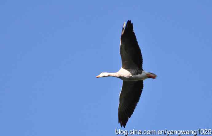 飞 wbr(斑头雁) wbr2 飞 wbr(斑头雁) wbr2