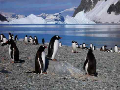 鸟类之最:巴布亚企鹅 鸟类之最:巴布亚企鹅
