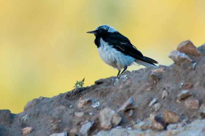 【新鸟】坝上鸟.白顶鵖