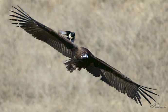 喜鹊鲜为人知的一面——顽强的领地捍卫者