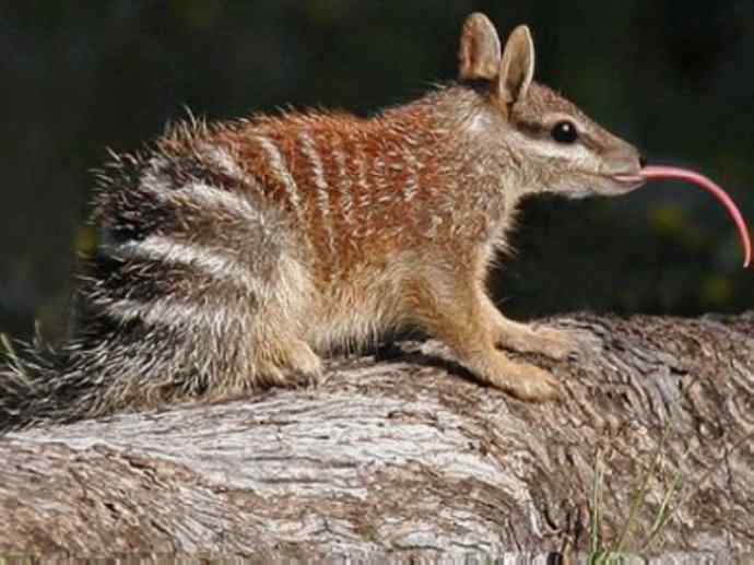 盘点十二大著名食蚁动物：袋食蚁兽