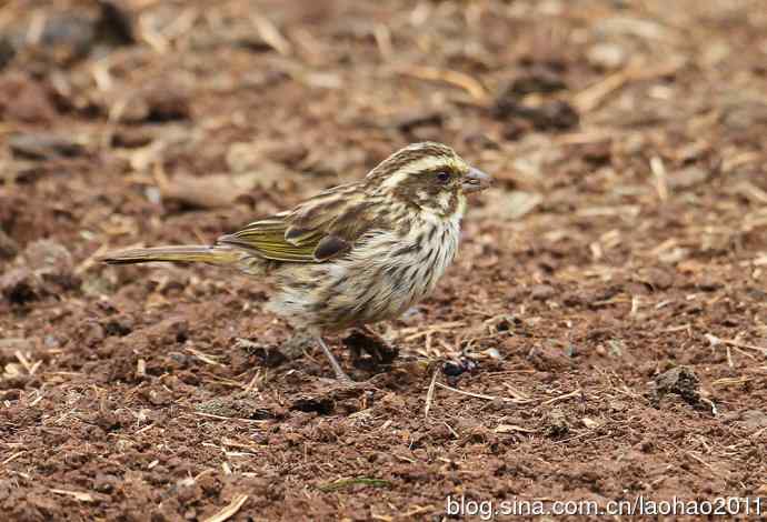 又撮一堆儿 wbr肯尼亚的鸟儿