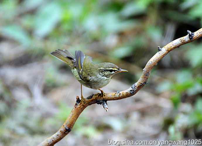 极北柳莺（枝头）2