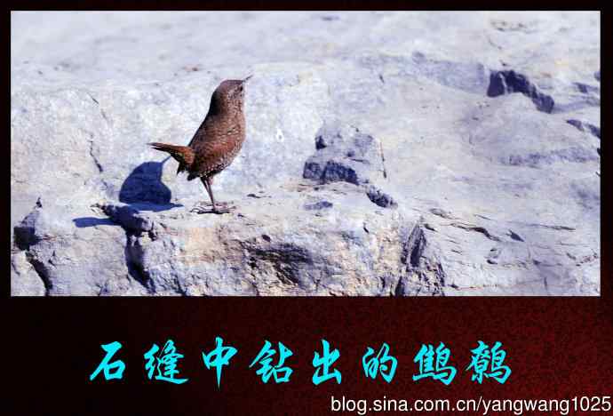 石缝中钻出的鹪鹩