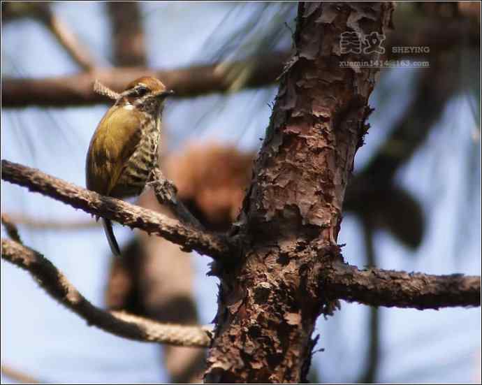 四川西昌鸟类摄影——斑姬啄木鸟