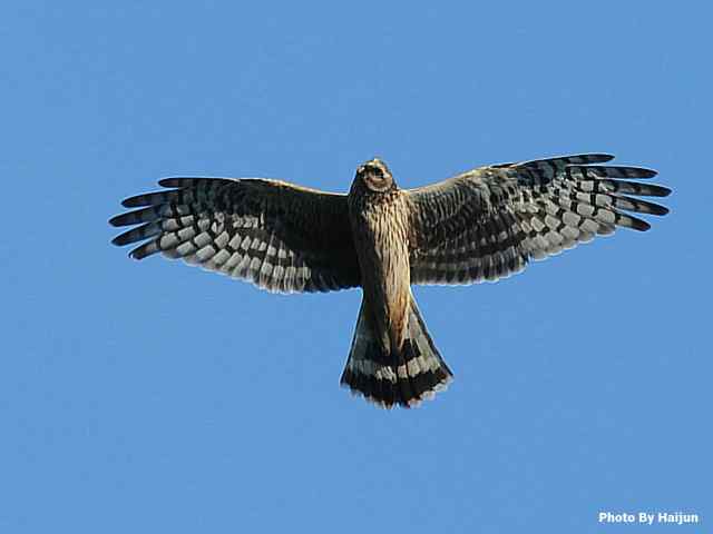 厚道的白尾鹞可以有