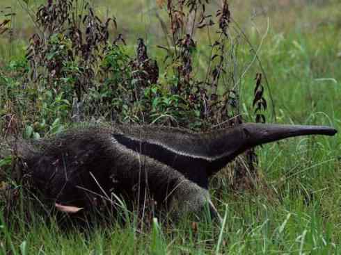 盘点十二大著名食蚁动物:食蚁兽 盘点十二大著名食蚁动物:食蚁兽