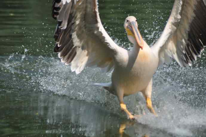 再次看到鹈鹕飞