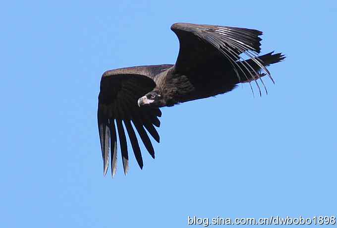 走近秃鹫:一段撼人心魄的拍摄经历 走近秃鹫:一段撼人心魄的拍摄经历