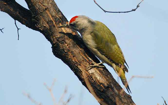 北京植物园赏鸟（十六），灰头绿啄木鸟（组图）