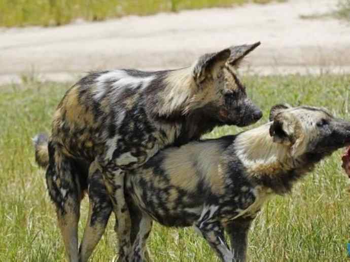 犬科：薮犬亚科非洲野犬属之非洲野犬