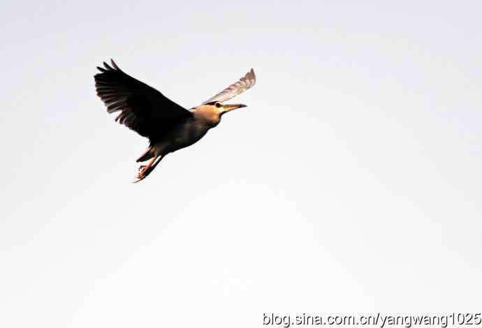 飞(夜鹭)31 飞(夜鹭)31