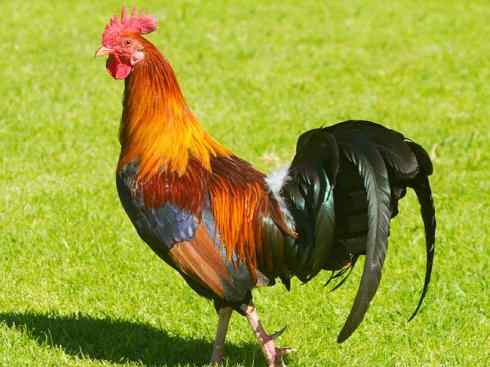 凤凰：传说的鸟原型探秘（原鸡）