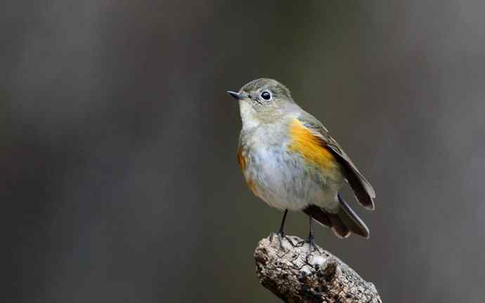 洋县两天观鸟,秦岭如此美妙! 洋县两天观鸟,秦岭如此美妙!