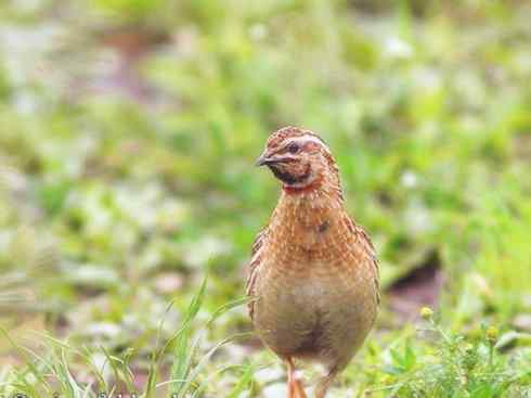 雀鸟也彪悍：鸟中恶霸（黑头矿鸟）