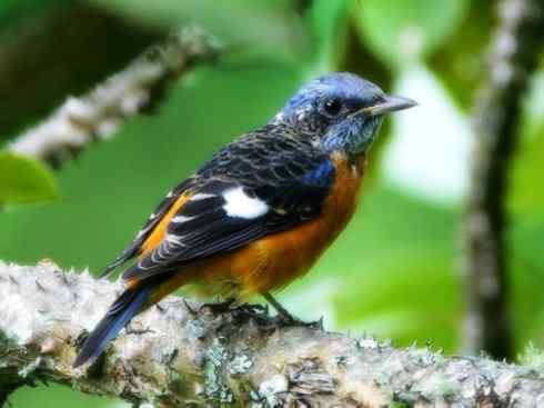 美丽无罪：雀鸟之矶鸫