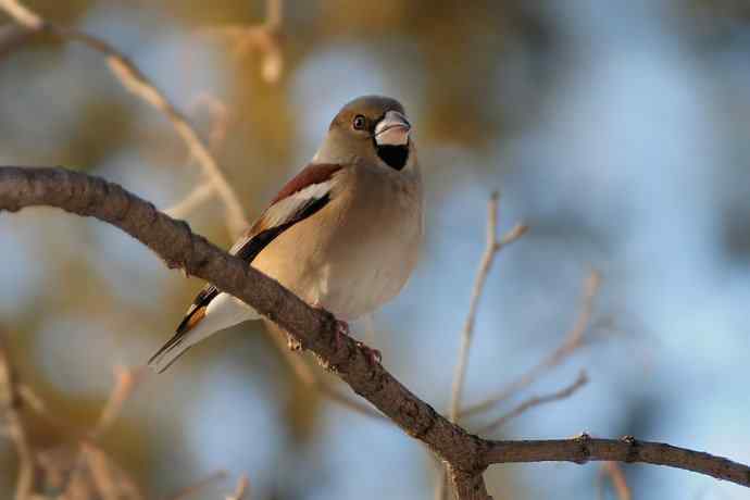 吃元宝枫果的锡嘴雀