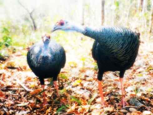 奇特的盔：眼斑吐绶鸡