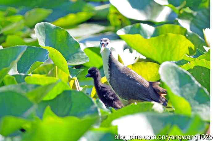 白胸苦恶鸟宝宝出窝了（1）