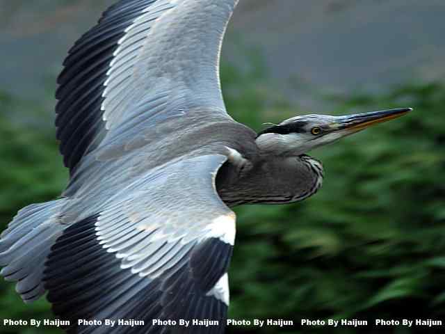 苍鹭飞行版 wbr爆框很愉快